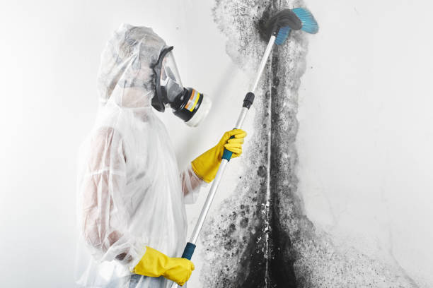 Best Mold removal after water damage  in Grand Island, NE