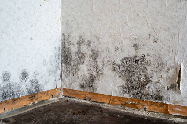 Best Basement water damage restoration  in Grand Island, NE